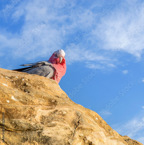 The galah also known as the pink and grey cockatoo or rose-breasted cockatoo,	