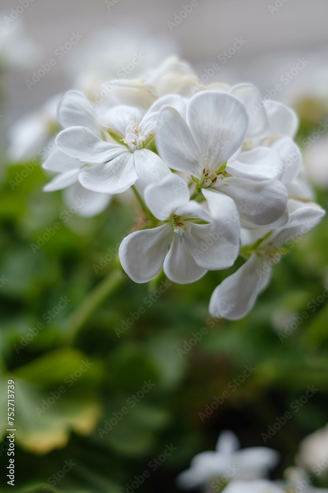 Fototapeta premium ベランダに咲く白いゼラニウムの花びらをクローズアップで撮影