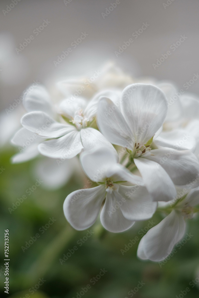 ベランダに咲く白いゼラニウムの花びらをクローズアップで撮影