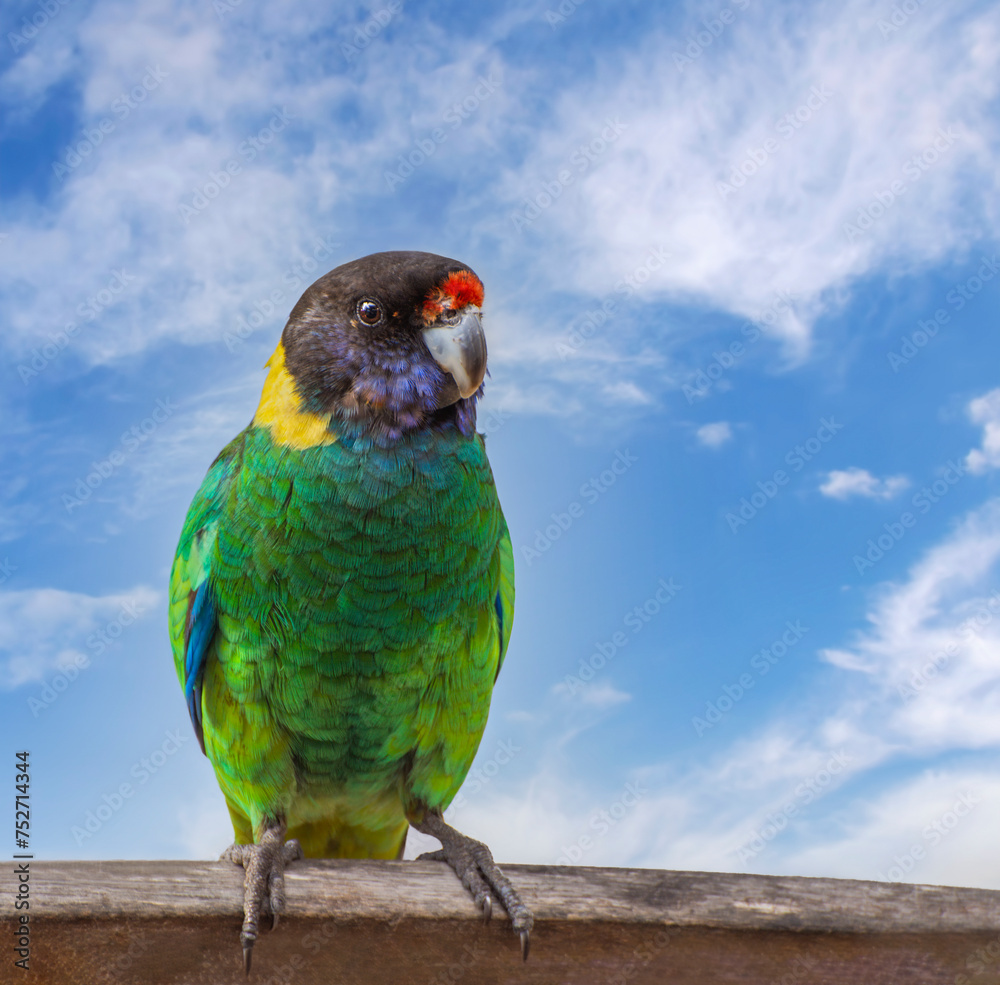 An Australian Ringneck also known as the Twenty-eight Parrot,