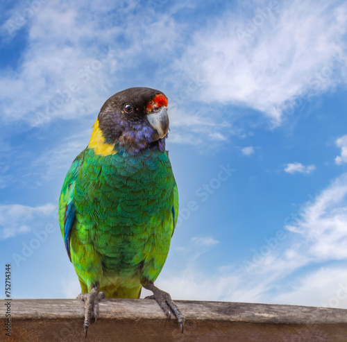 Obraz na płótnie An Australian Ringneck also known as the Twenty-eight Parrot, w salonie