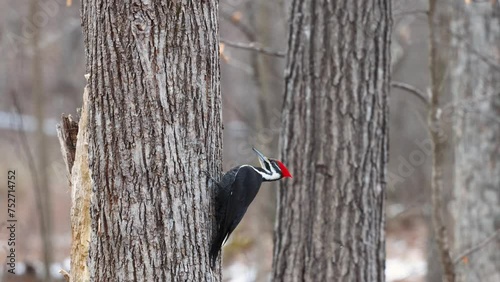 Pileated Woodpecker (Dryocopus pileatus) scaling down tree trunk looking for predators from side to side and behind. 
 photo