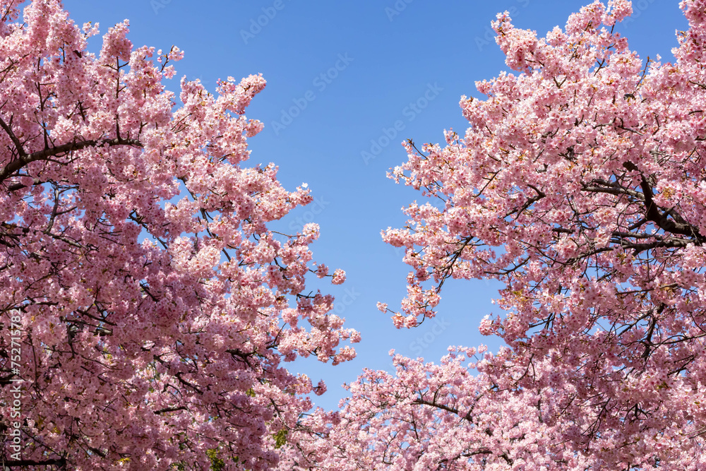 満開の河津桜と青空 満開の河津桜と青空