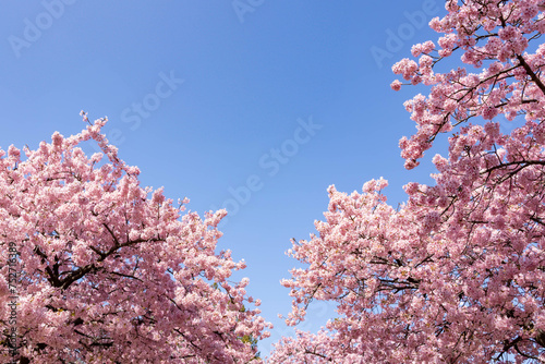 満開の河津桜と青空