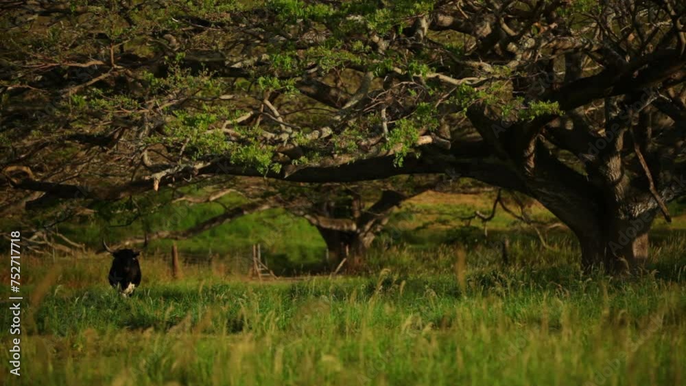 Longhorn standing in grass under tropical tree - sunset Longhorn standing in grass under tropical tree - sunset