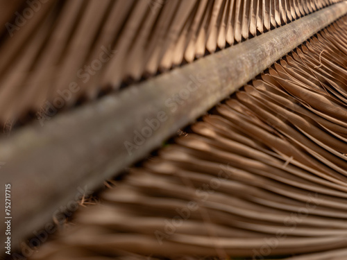 A dry palm leaf as a background