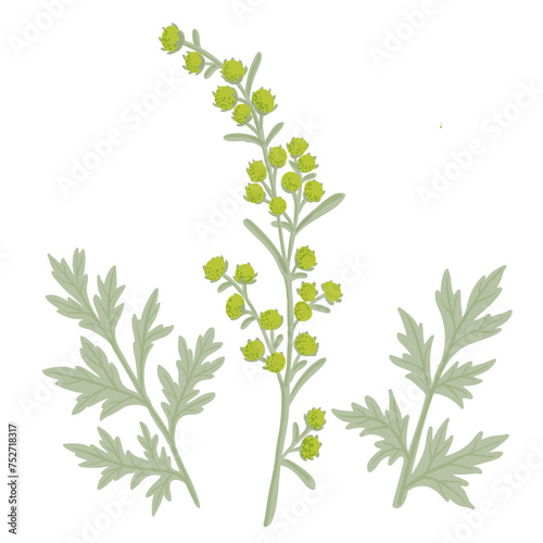 wormwood, field flower, vector drawing wild plants at white background, Artemisia absinthium ,floral element, hand drawn botanical illustration photo