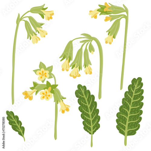 cowslip primrose, spring field flower, vector drawing wild plant at white background, floral element, hand drawn botanical illustration