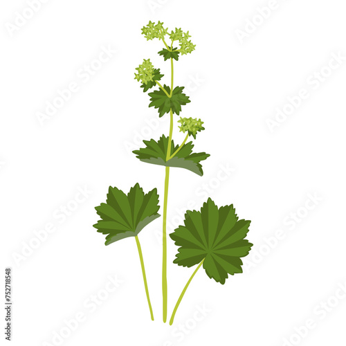 Lady's mantle, field flower, vector drawing wild plants at white background, Alchemilla vulgaris,floral element, hand drawn botanical illustration