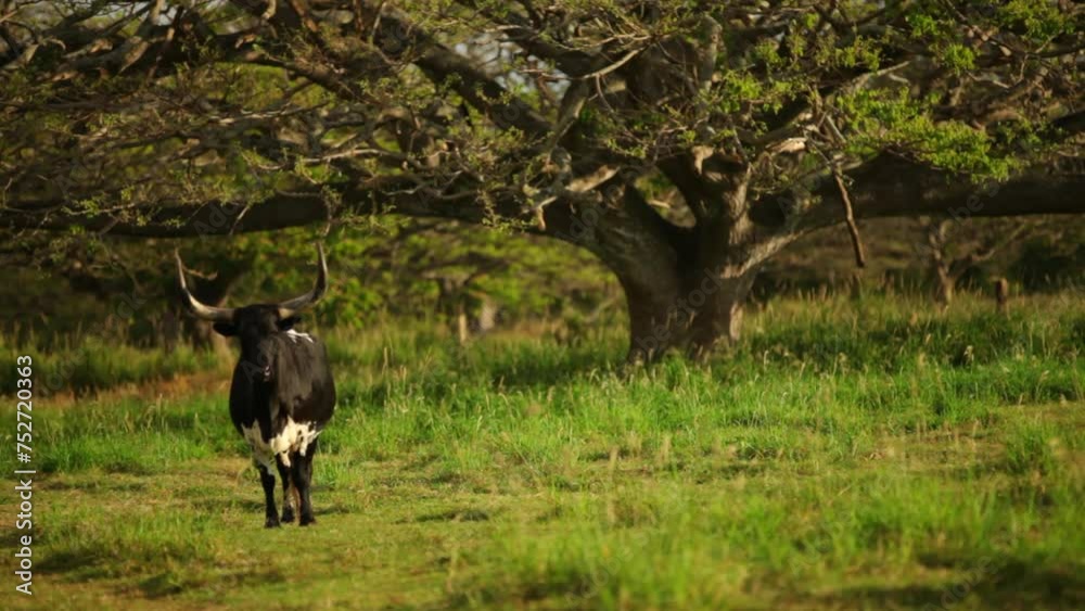 Black longhorn standing in Hawaiian field Black longhorn standing in Hawaiian field