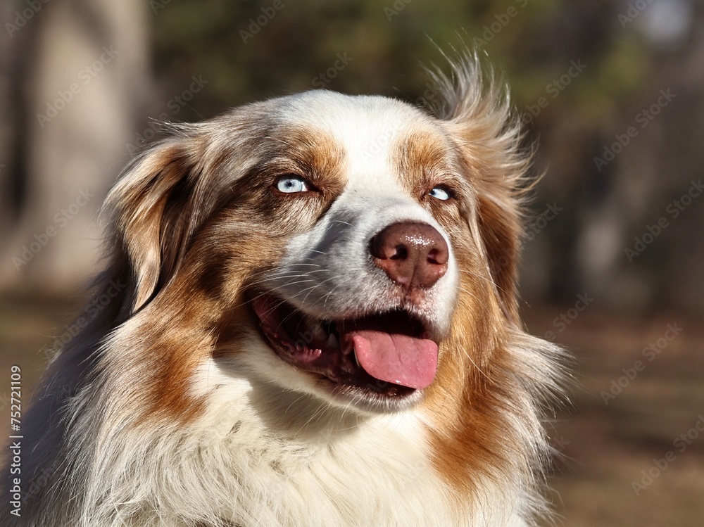 portrait of a red Merle Australian shepherd dog 