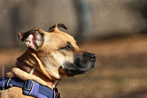 Black mouth cur