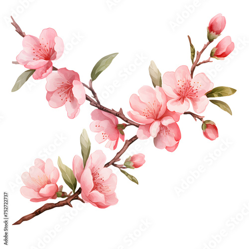 Sakura on branches tree. Watercolor illustration blossoming cherry isolated on white and transparent background design element  romantic symbol spring.