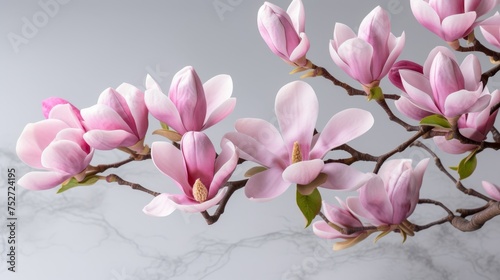 a branch of a magnolia tree with pink flowers 