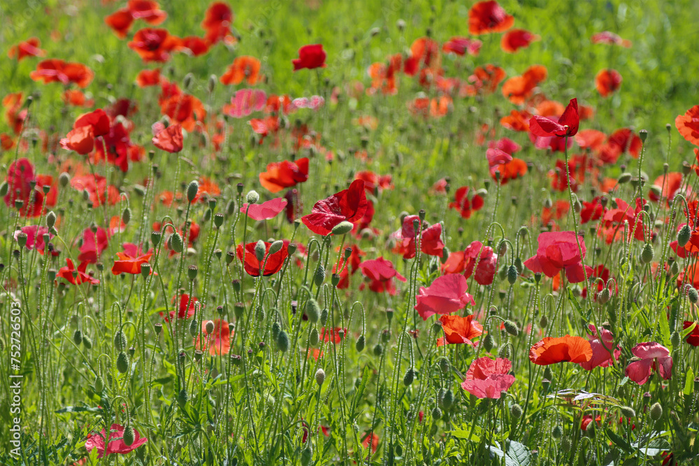 Blooming red poppies in the field.