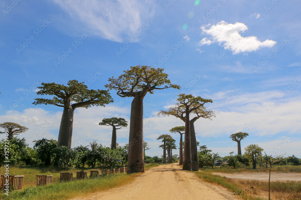 Obraz premium Baobab tree in Madagascar