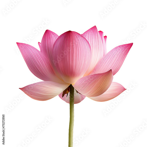 Graceful Pink Lotus Flower on Clear Background