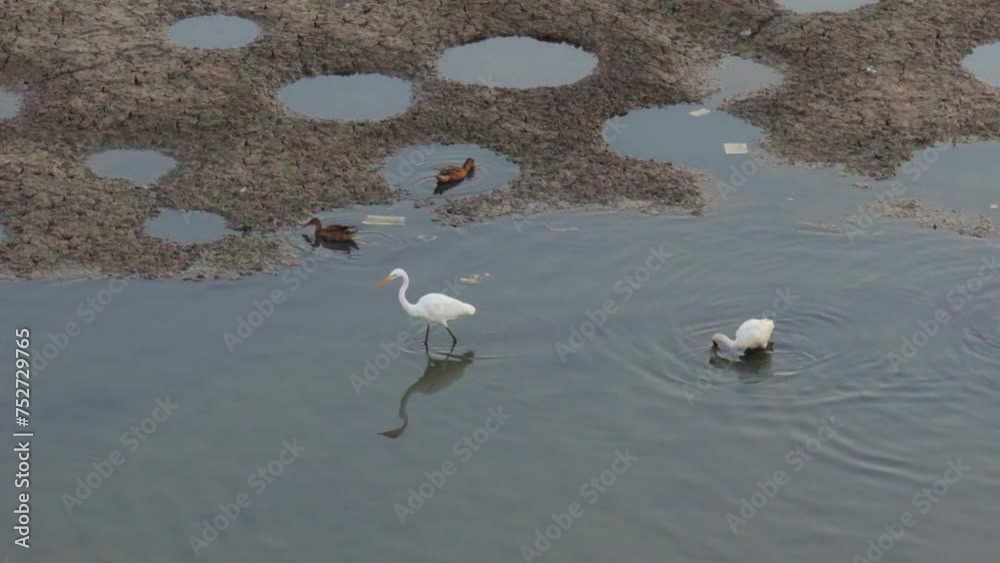 Black-faced spoonbill foraging for food in Fish Ponds. Black-faced spoonbill foraging for food in Fish Ponds.
