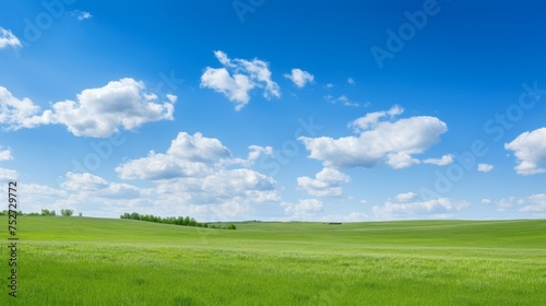 Beautiful grassy fields and summer blue sky with fluffy white clouds