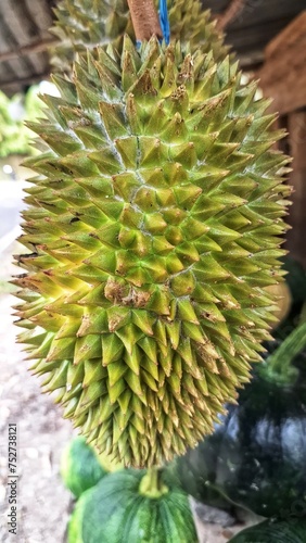 durian fruit © Acib