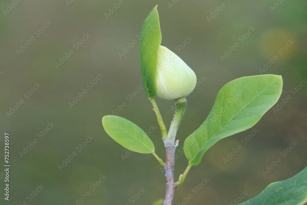 Species of flowering plant, Magnolia Siebold Species of flowering plant, Magnolia Siebold