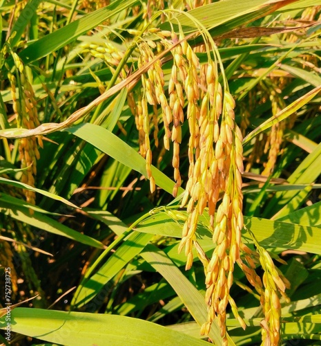 Rice crop plants near to harvesting stage agriculture farm field paddy dhan seed-grain-crop planted on land chawal-field ecolte riz, cultivo  arroz image stock photo. photo