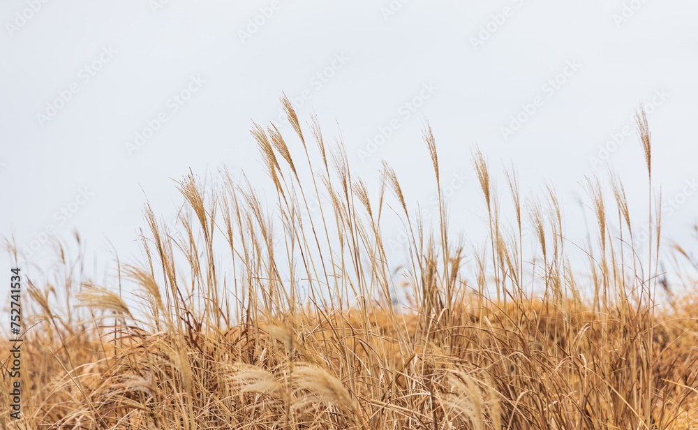 Fototapeta premium Amur silvergrass wet from the rain. Miscanthus sacchariflorus