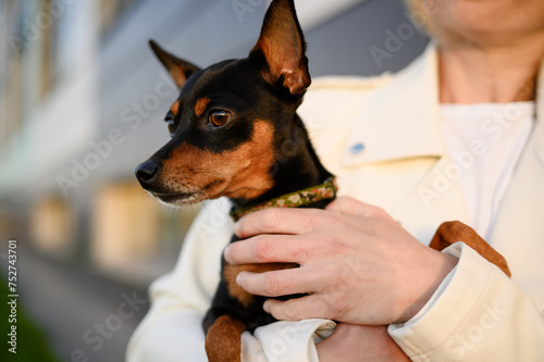 Owner holds a smooth-haired Russian toy terrier, her beloved pet, in her arms, close-up. Concept of friendship between a person and a dog, friendship, care.