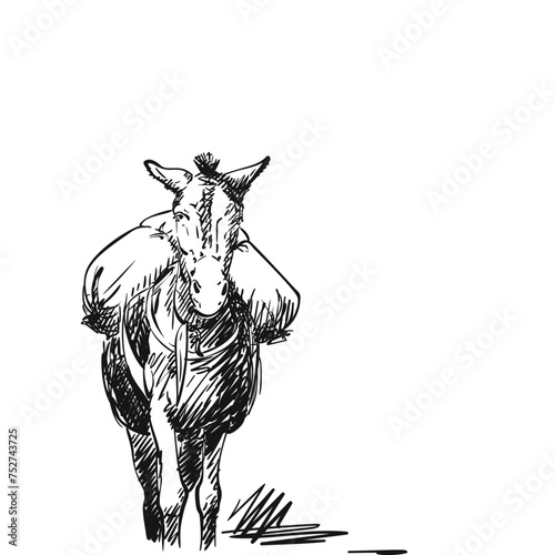 Mule with heavy load on his back, Vector sketch, This type of cargo transport widely used in Himalayas, Hand drawn illustration, A heavily laden animal front view