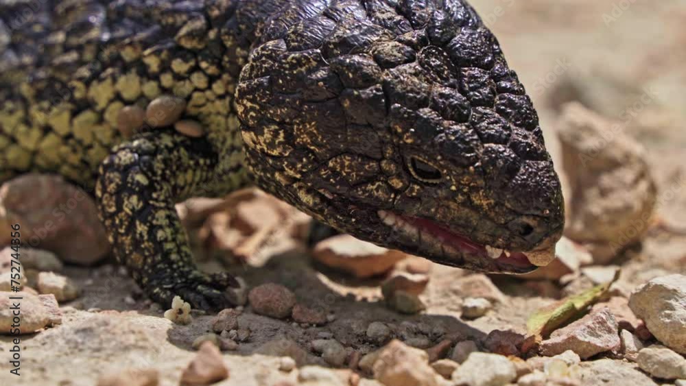 Closeup of a bobtail lizard eating off the ground Closeup of a bobtail lizard eating off the ground