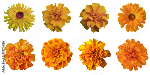 Set Of Marigold Flowers Isolated On Transparent Background