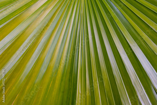 Close up of radial patterns on natural green leaf © LI