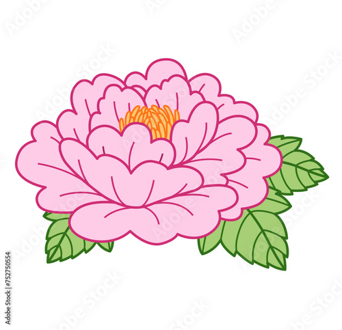 Pink peony flower