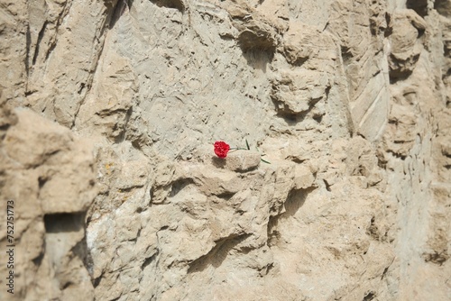 Commemorative carnation in honor of the soldiers who died in the war