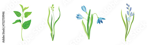Purple Flower on Green Stem with Leaf as Meadow or Field Plant Vector Set