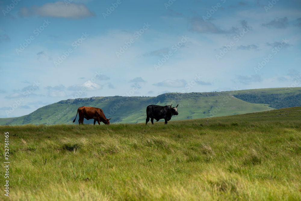 Obraz premium The Wild Coast, known also as the Transkei, open veld, fields of grassland and steamy jungle or coastal forests. The rugged and unspoiled Coastline and grasslands and African veld grazing for Nguni ca