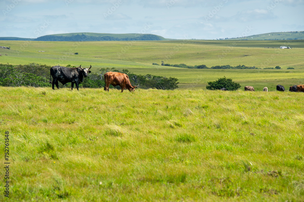 The Wild Coast, known also as the Transkei, open veld, fields of grassland and steamy jungle or coastal forests. The rugged and unspoiled Coastline and grasslands and African veld grazing for Nguni ca The Wild Coast, known also as the Transkei, open veld, fields of grassland and steamy jungle or coastal forests. The rugged and unspoiled Coastline and grasslands and African veld grazing for Nguni ca