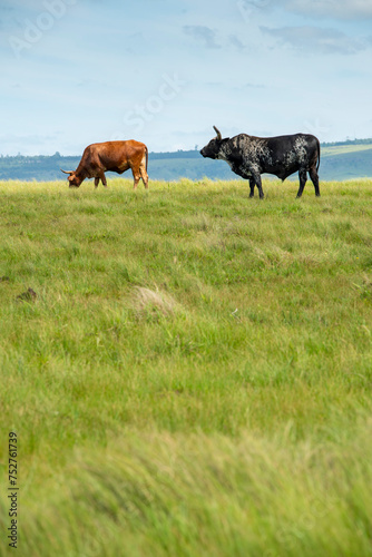 Obraz na plátně The Wild Coast, known also as the Transkei, open veld, fields of grassland and steamy jungle or coastal forests