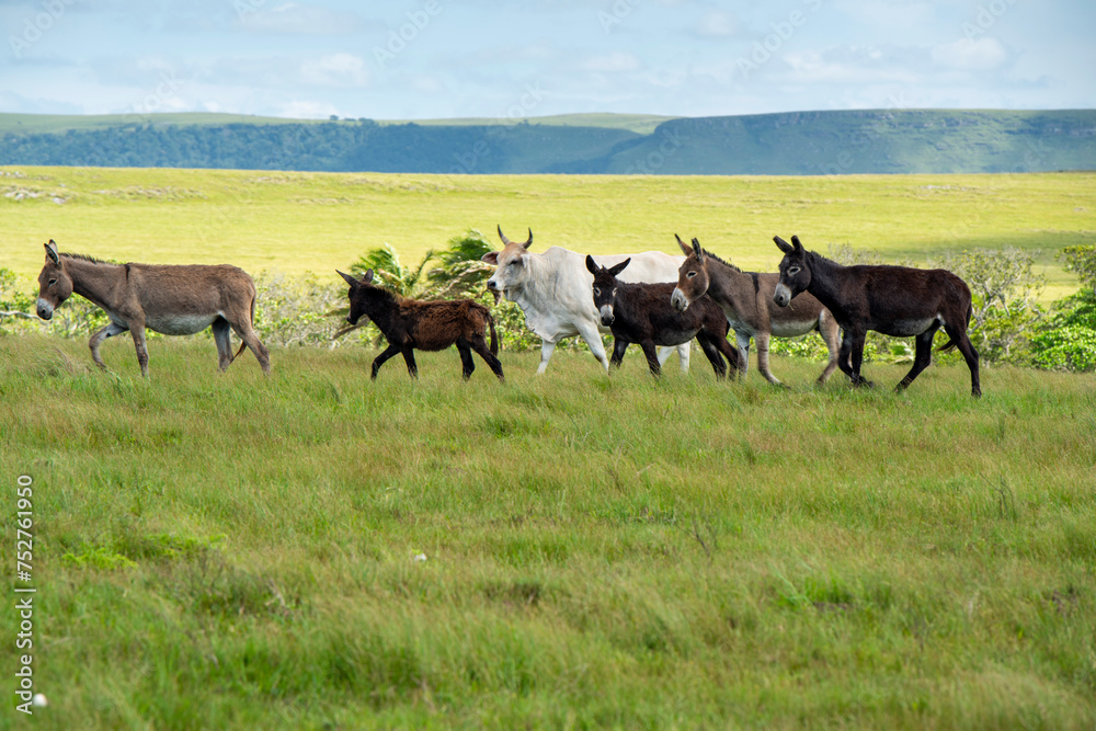 The Wild Coast, known also as the Transkei, open veld, fields of grassland and steamy jungle or coastal forests. The rugged and unspoiled Coastline and grasslands and African veld grazing for Nguni ca The Wild Coast, known also as the Transkei, open veld, fields of grassland and steamy jungle or coastal forests. The rugged and unspoiled Coastline and grasslands and African veld grazing for Nguni ca