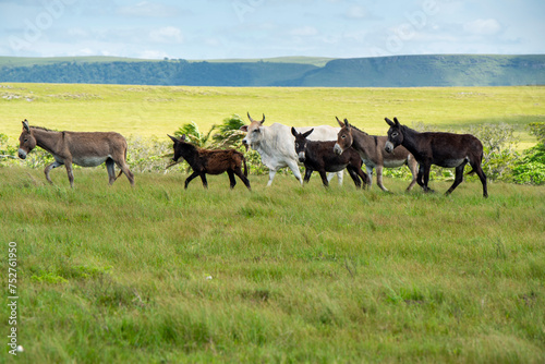 The Wild Coast, known also as the Transkei, open veld, fields of grassland and steamy jungle or coastal forests. The rugged and unspoiled Coastline and grasslands and African veld grazing for Nguni ca © Colin Stephenson