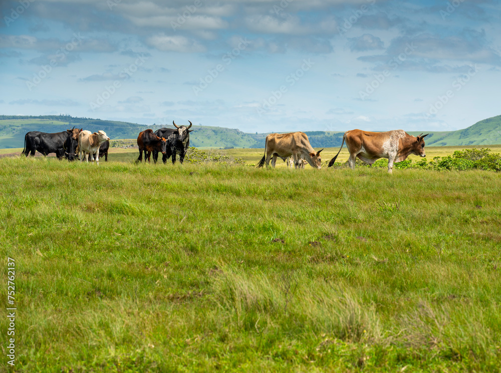 The Wild Coast, known also as the Transkei, open veld, fields of grassland and steamy jungle or coastal forests. The rugged and unspoiled Coastline and grasslands and African veld grazing for Nguni ca