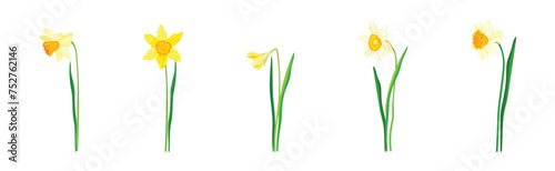 Narcissus as Spring Flowering Perennial Plant Vector Set