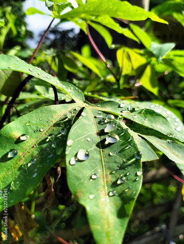 Water drops on leaves after rain