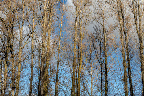 Poplar forest in winter and without leaves. Populus. Bank of the Bernesga River, León, Spain.
