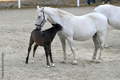 Public presentation of the new foals of the year at the Lipizzaner stud farm in Piber in Styria