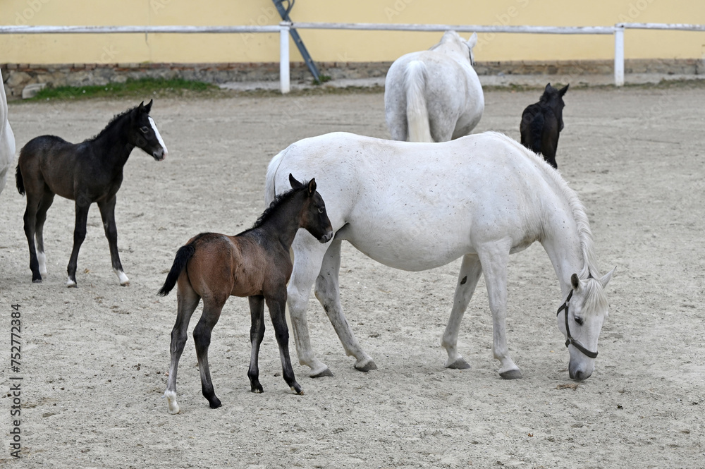 Public presentation of the new foals of the year at the Lipizzaner stud farm in Piber in Styria Public presentation of the new foals of the year at the Lipizzaner stud farm in Piber in Styria