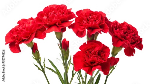 Blooming Elegance: Red Carnations Flowers Isolated on White Background photo