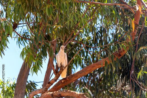 Obraz na płótnie The Australian little corella sitting in a tree is white bird with the blue around its eyes w salonie