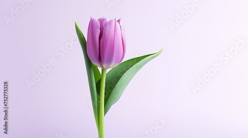 Tranquil Elegance: Serene Purple Tulip Flower on Light Background (8K) photo