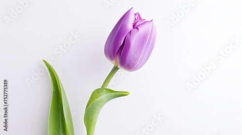Tranquil Elegance: Serene Purple Tulip Flower on Light Background (8K) photo